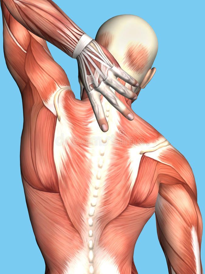 Orthopedic and spine care image